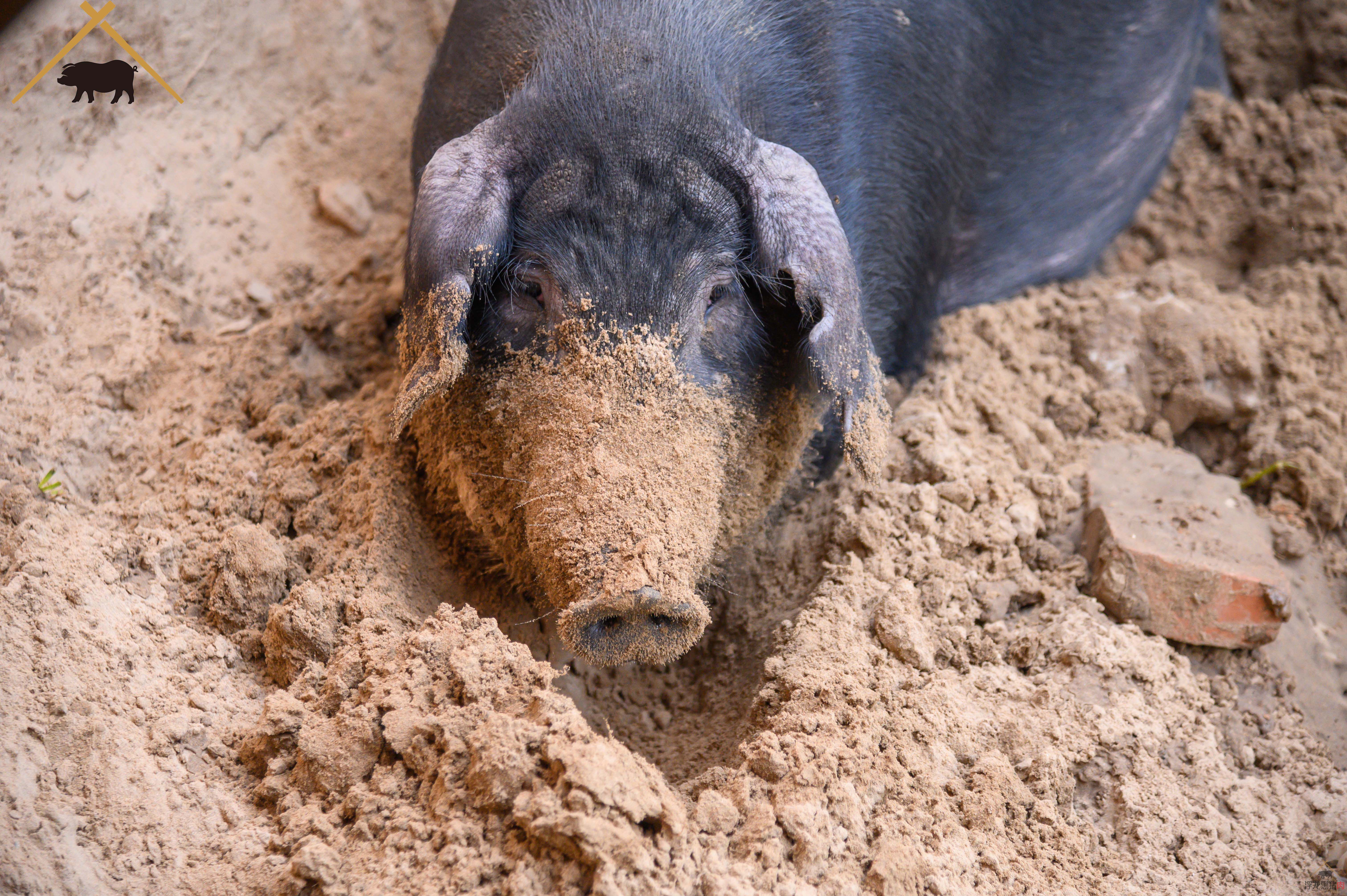 精瘦肉 生态黑猪肉(图8)
